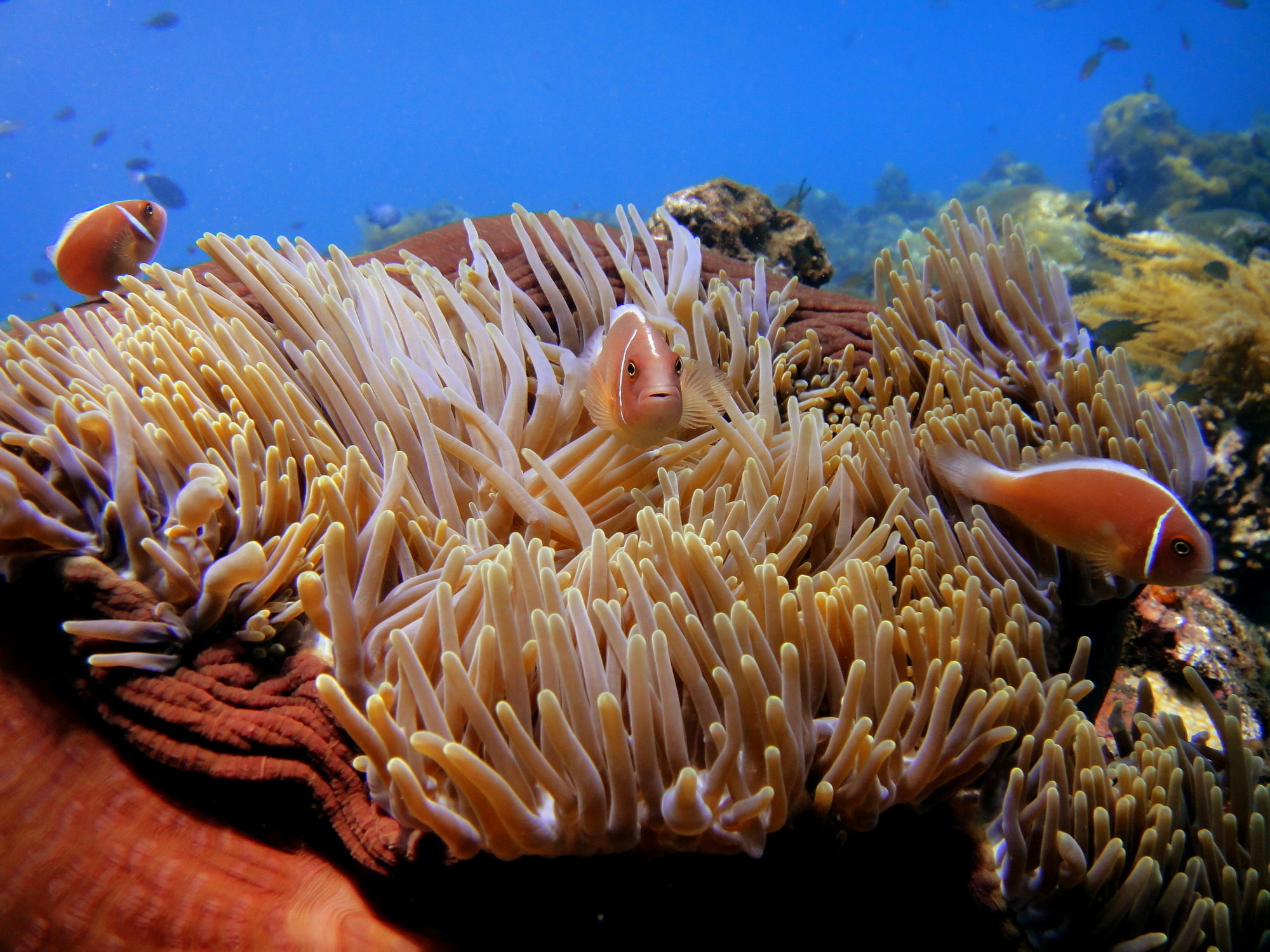 Arya Amed Beach Resort And Dive Center מראה חיצוני תמונה